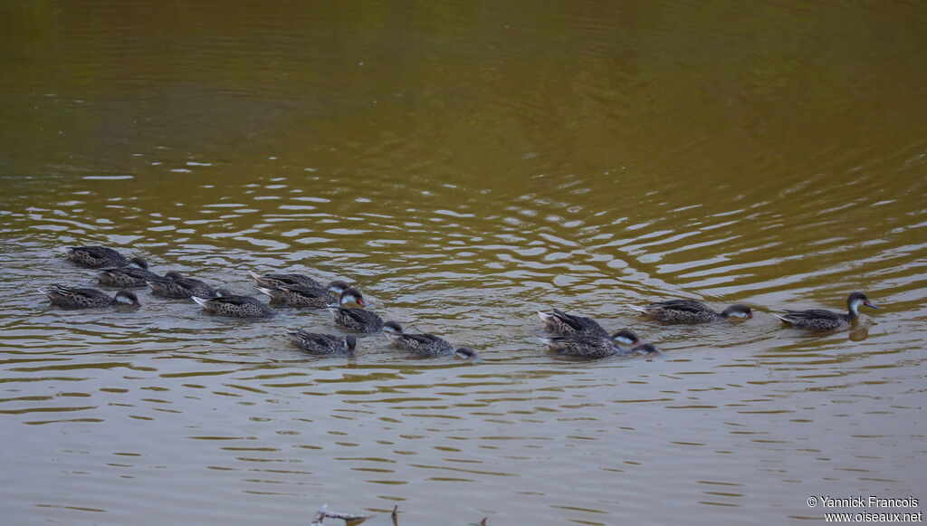 White-cheeked Pintailadult, habitat, swimming, eats