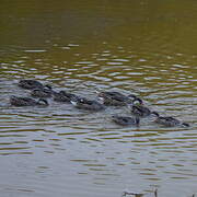 White-cheeked Pintail