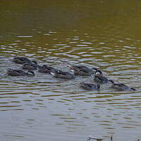 Canard des Bahamas