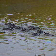 Canard des Bahamas