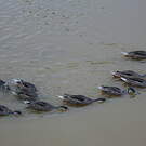 Canard des Bahamas