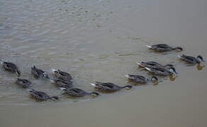 White-cheeked Pintail