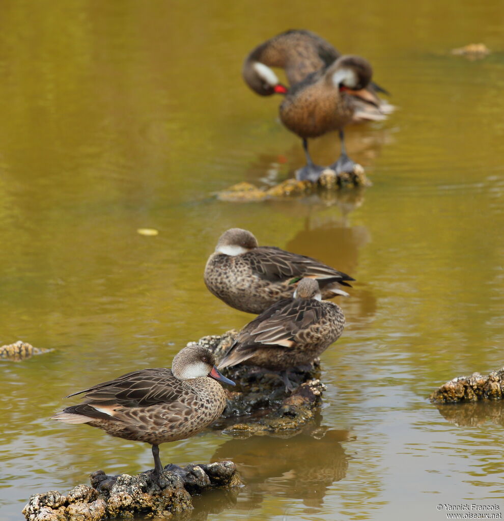 Canard des Bahamasadulte, habitat, composition, Comportement