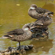 White-cheeked Pintail