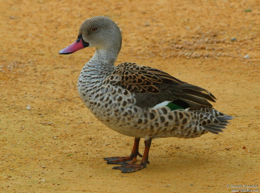 Canard du Capadulte, identification, composition