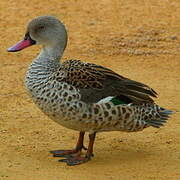 Cape Teal