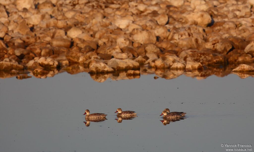 Canard du Capadulte, habitat, composition, nage