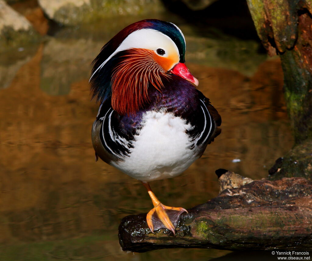 Canard mandarin mâle adulte nuptial, identification, composition