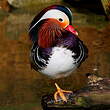 Canard mandarin