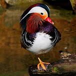 Canard mandarin