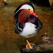 Mandarin Duck