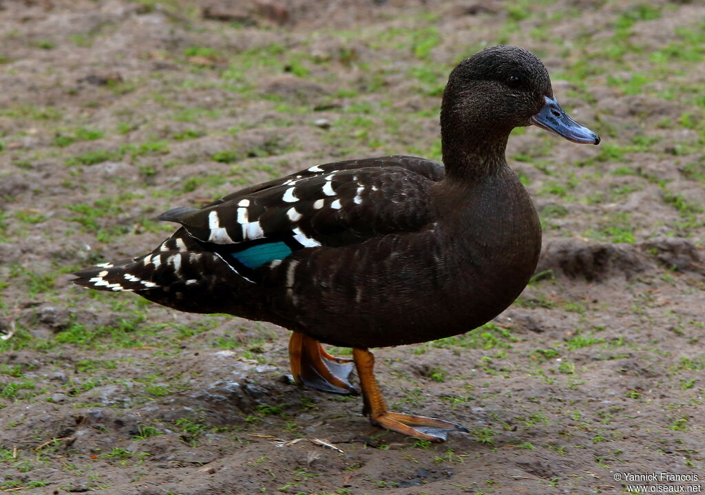 African Black Duckadult, aspect