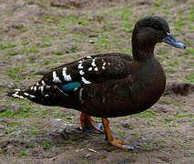 African Black Duck