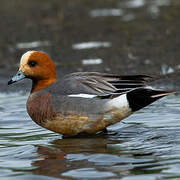 Canard siffleur