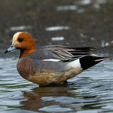 Canard siffleur