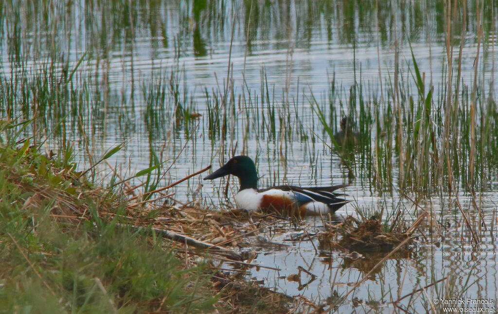 Canard souchet mâle adulte, habitat, composition