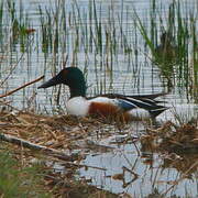 Canard souchet