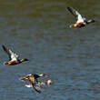 Canard souchet