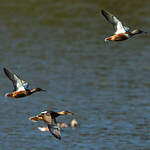 Canard souchet