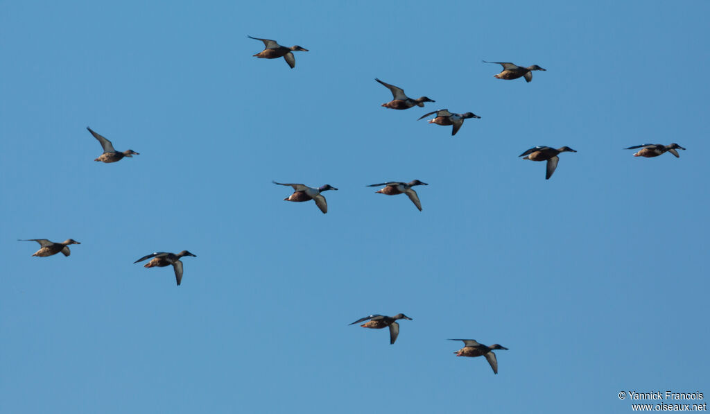 Canard souchetadulte, Vol