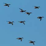 Canard souchet