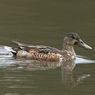 Canard souchet