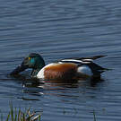 Canard souchet