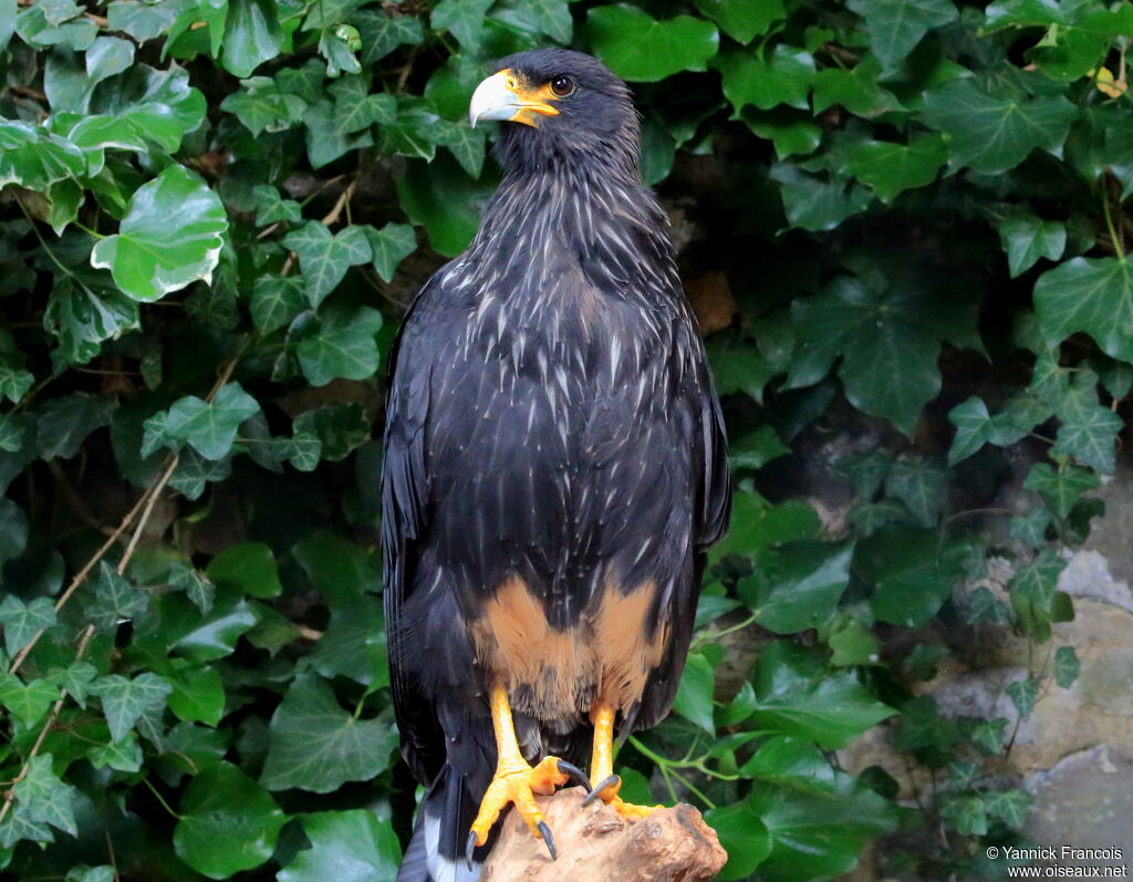 Striated Caracaraadult, identification, aspect