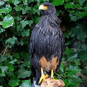 Striated Caracara