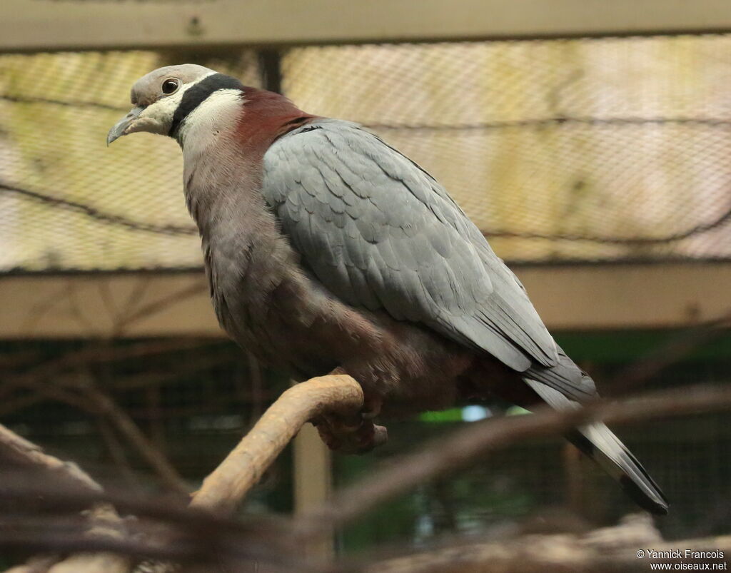 Collared Imperial Pigeonadult, identification, aspect