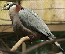 Collared Imperial Pigeon