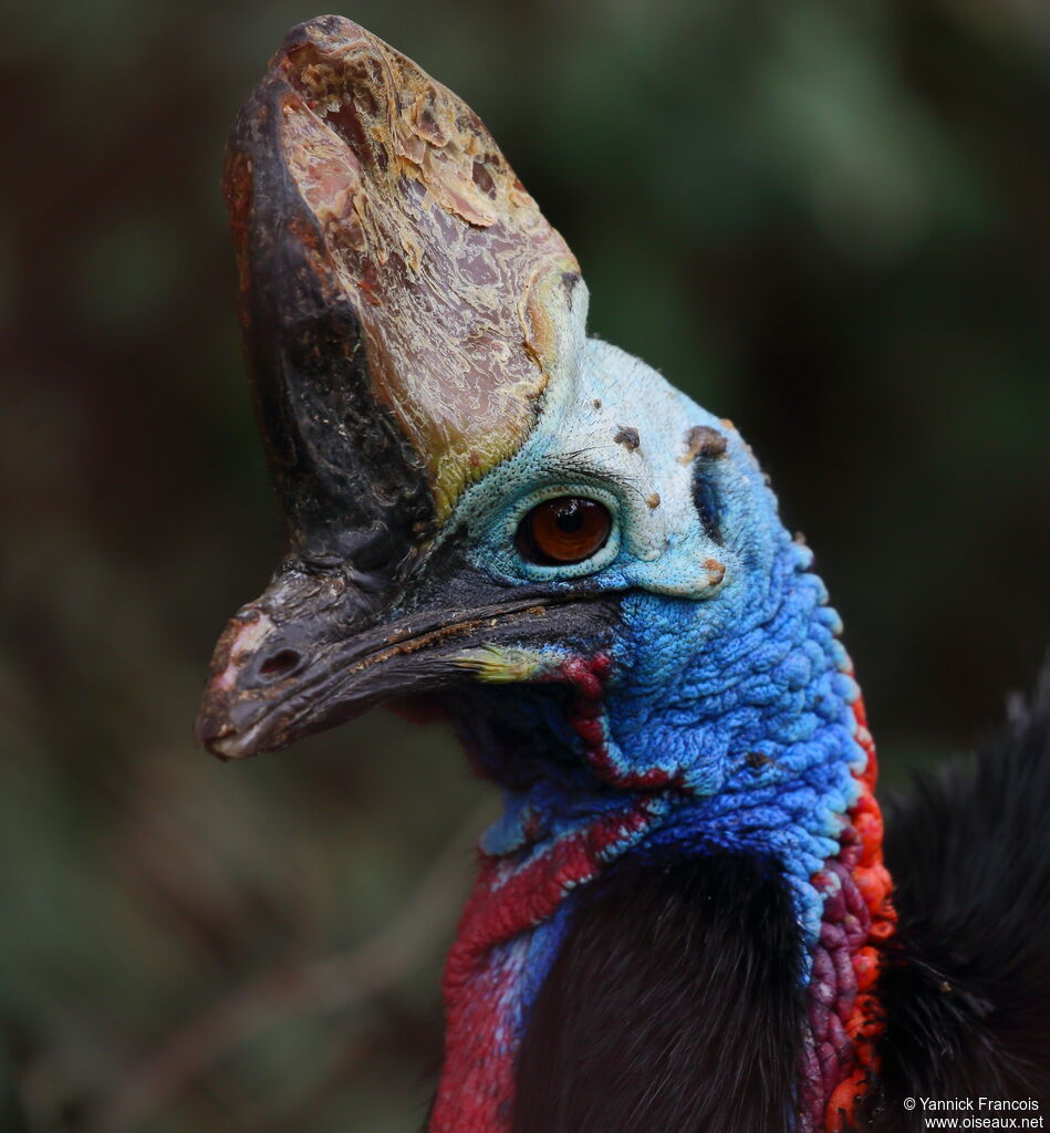 Southern Cassowaryadult, close-up portrait, aspect