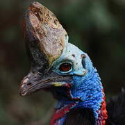 Southern Cassowary