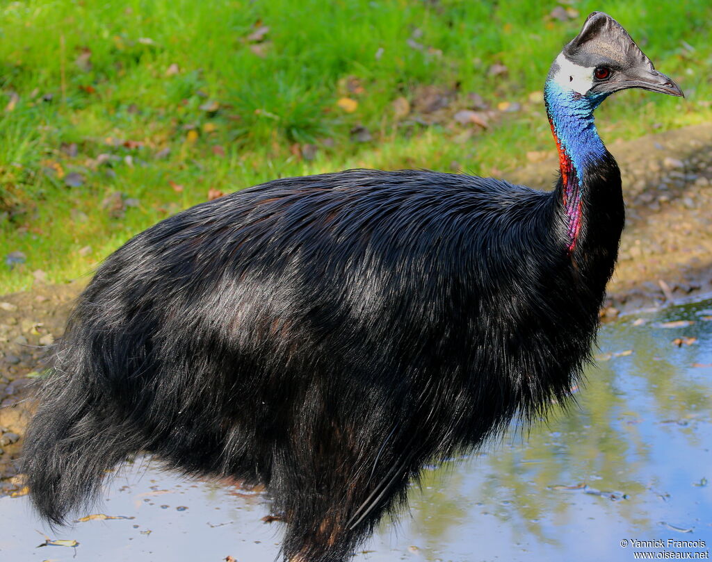 Dwarf Cassowaryadult, identification, aspect