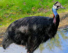 Dwarf Cassowary