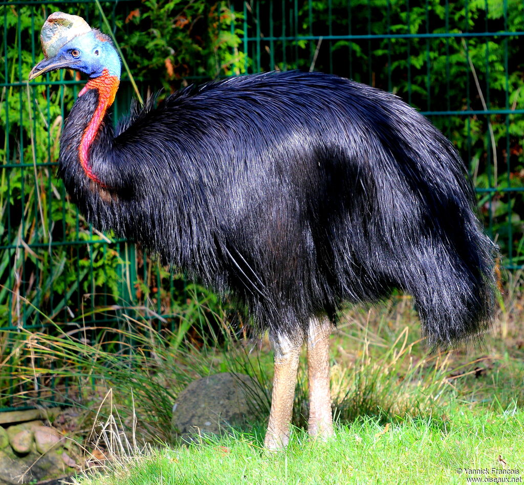 Northern Cassowaryadult, identification, aspect