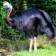 Northern Cassowary