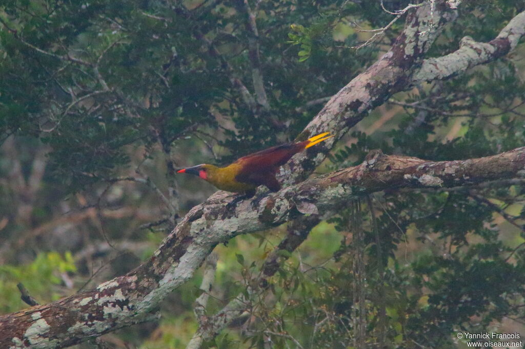 Olive Oropendola, habitat