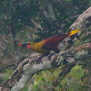 Olive Oropendola