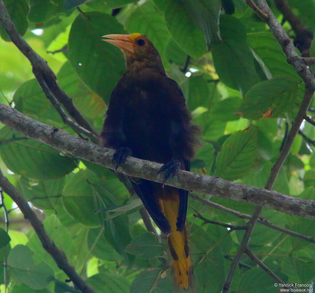 Russet-backed Oropendolaadult, identification, aspect