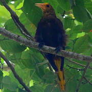 Russet-backed Oropendola