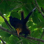 Russet-backed Oropendola