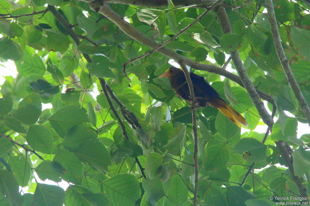 Cassique roussâtreadulte, habitat, composition