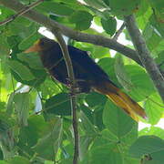 Russet-backed Oropendola