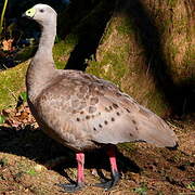 Cape Barren Goose