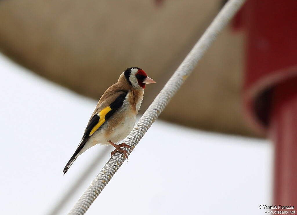 European Goldfinchadult, identification, aspect