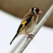 European Goldfinch