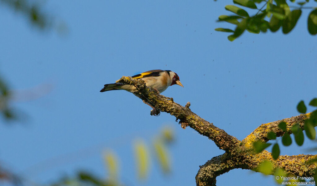 European Goldfinchadult, habitat, aspect