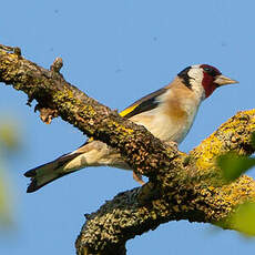 Chardonneret élégant