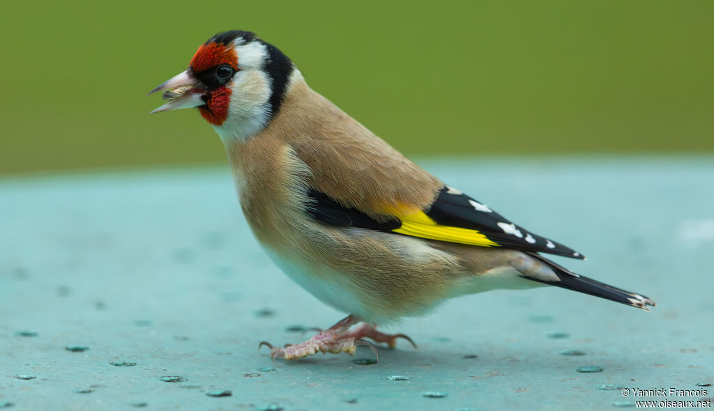 Chardonneret élégant
